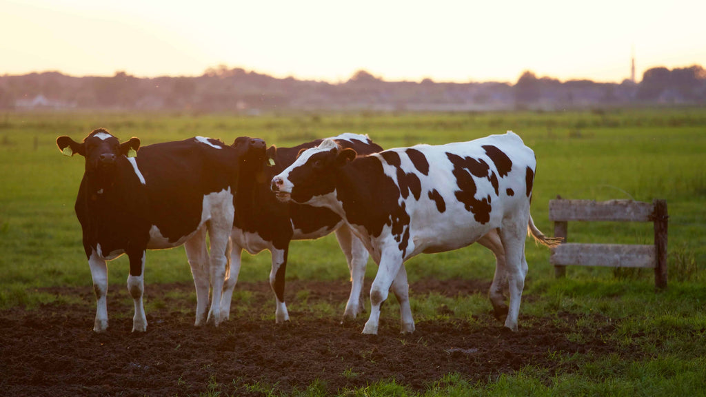 Grass Fed Whey Protein Isolate: A better Choice for Your Protein Needs?